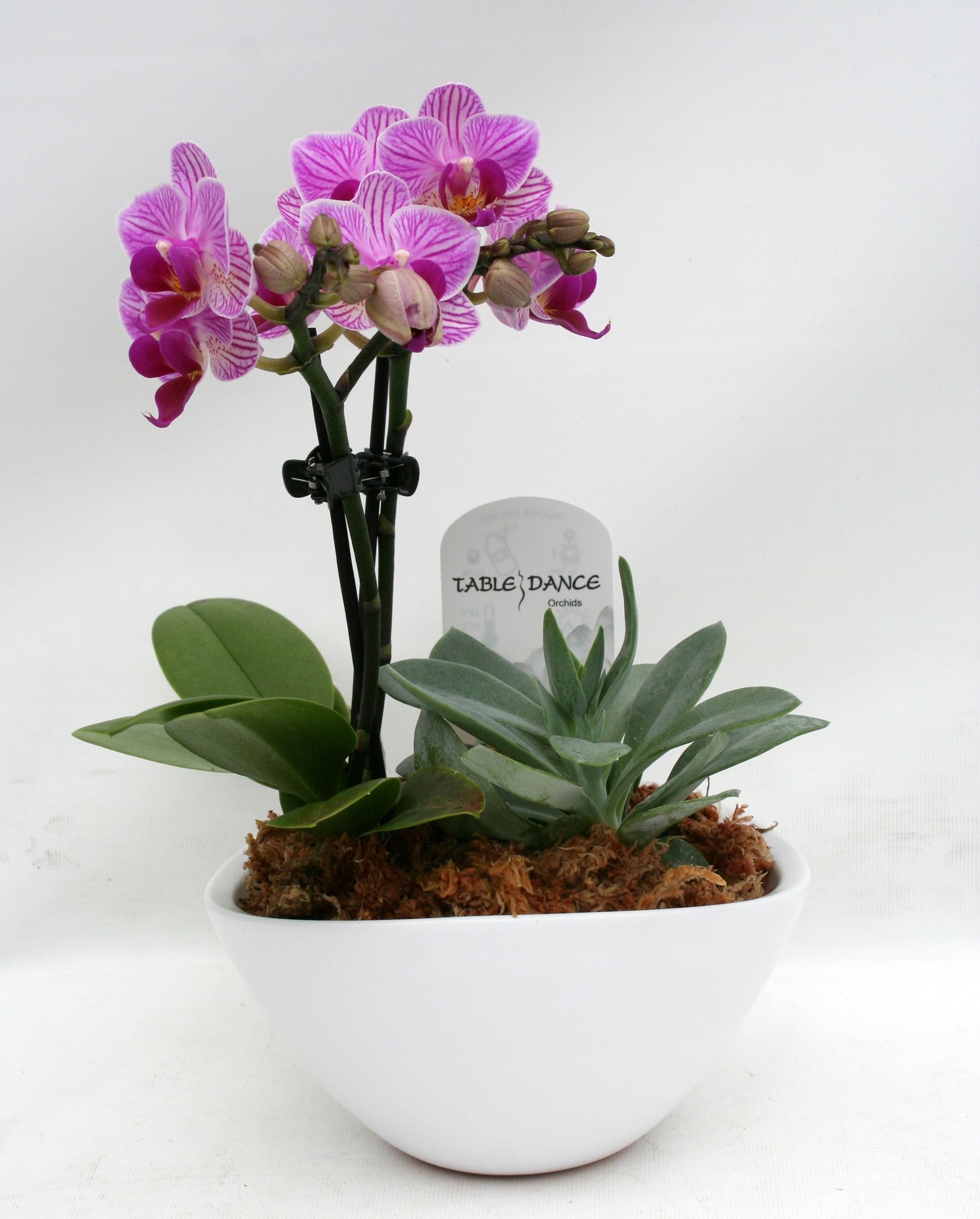 Schale 'Morena' oval, weiß bepflanzt mit Phal. 2 Rispen und Beipflanze, D 13