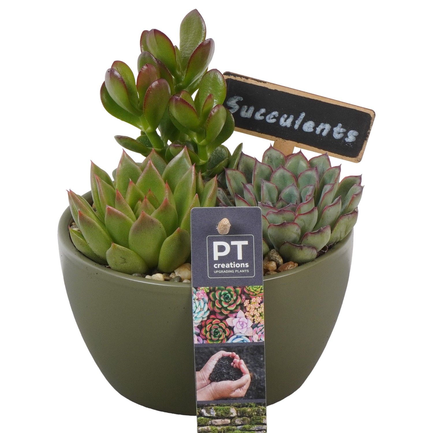 PTSU8446 Arrangement Succulenten in keramiek schaaltje, D 14