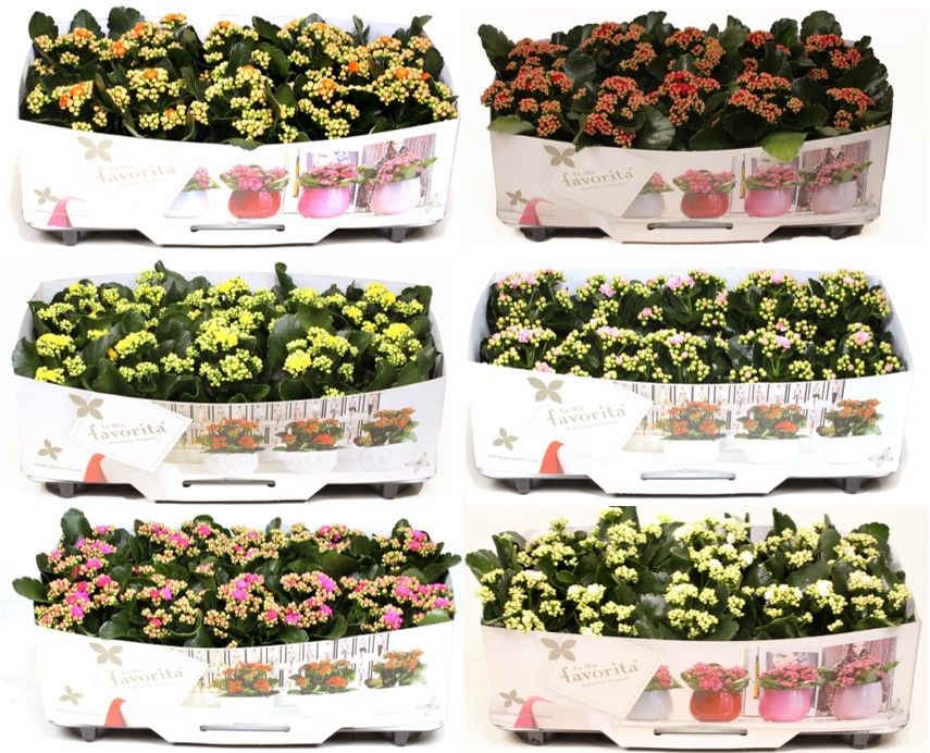 Kalanchoe Double Deluxe Mix No Sleeve, D 10,5