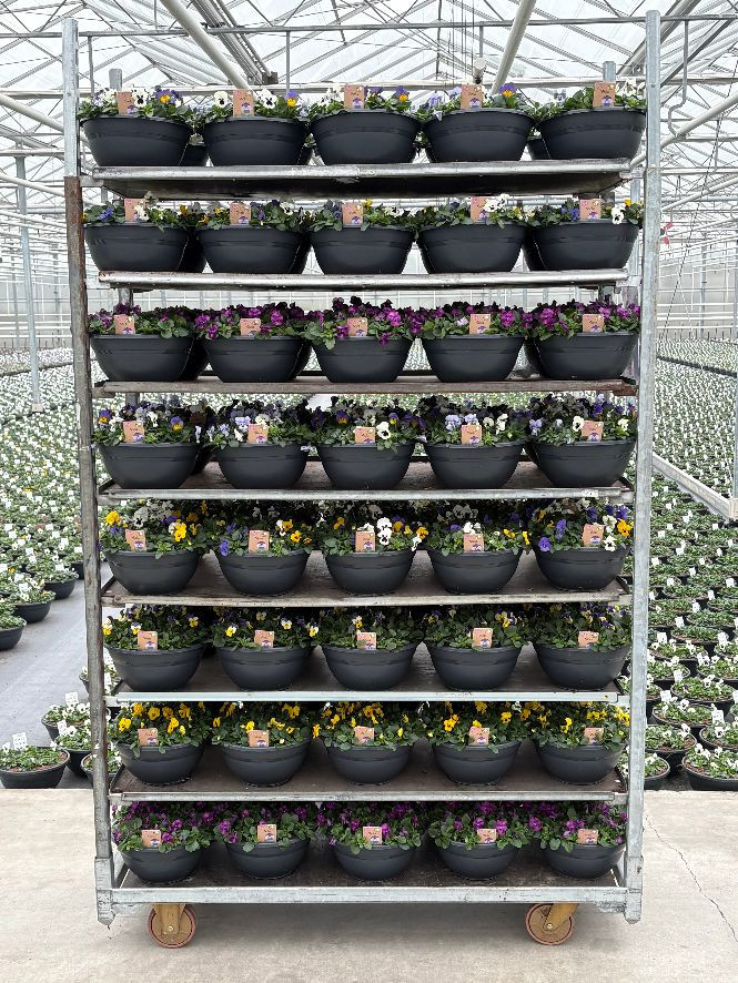 Viola Cornuta 27cm schaal mix, D 27