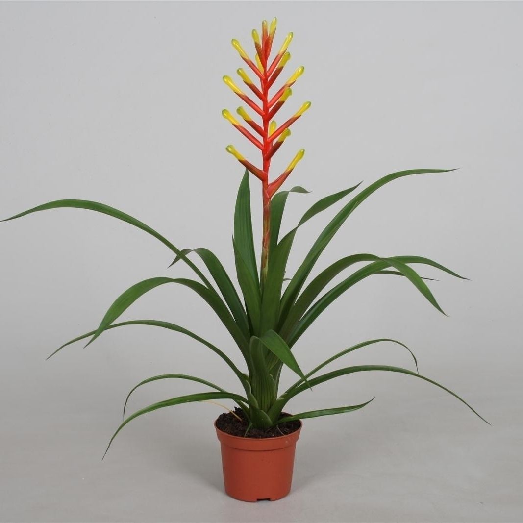 Guzmania dissitiflora, D 9