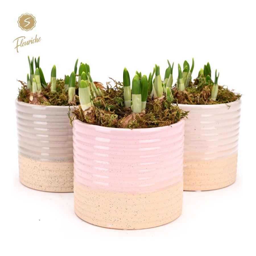 (3622) Narcissus Sandy [L] 3PP Mos, D 14