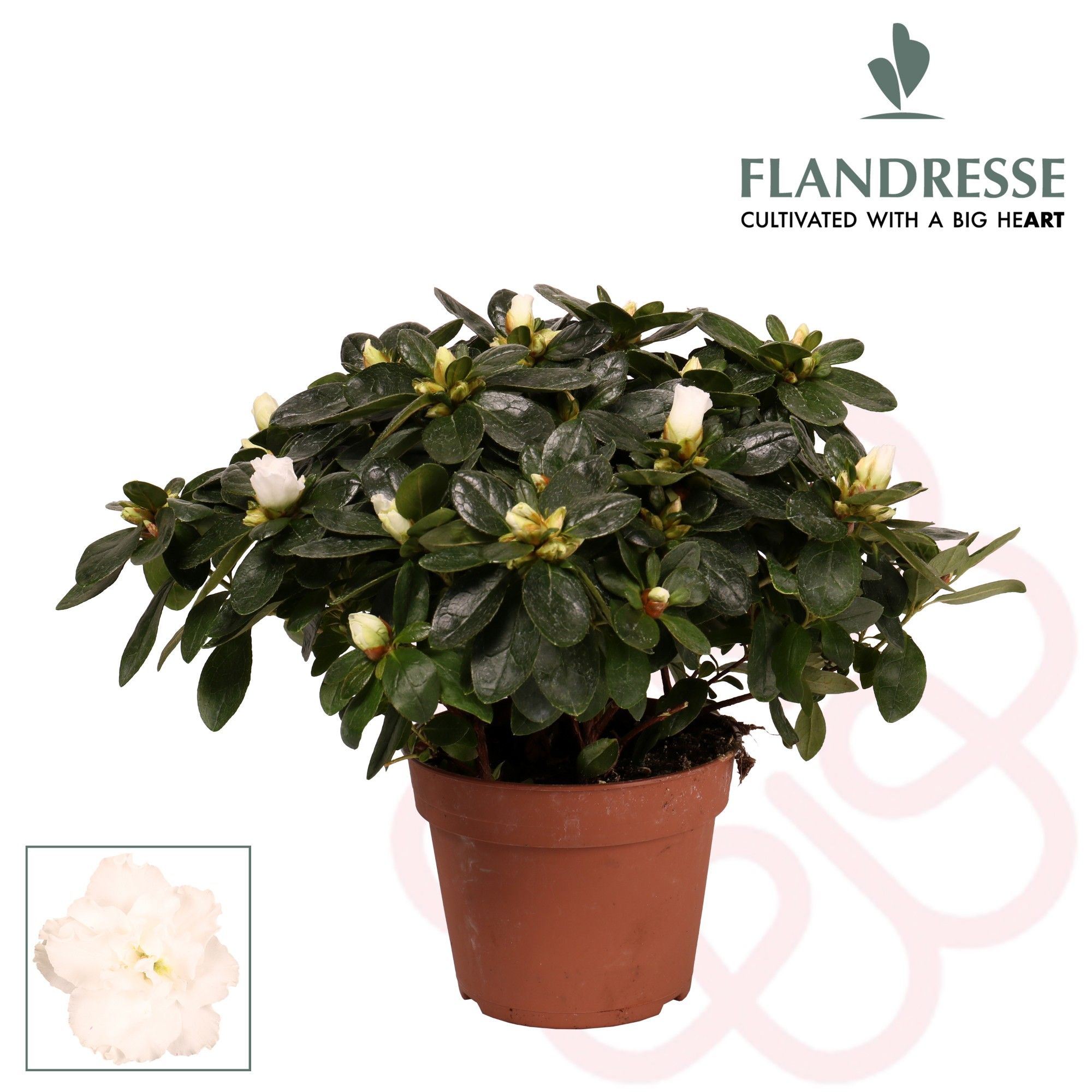 Azalea Flandresse® 'wit' 30 - 32 cm, D 14