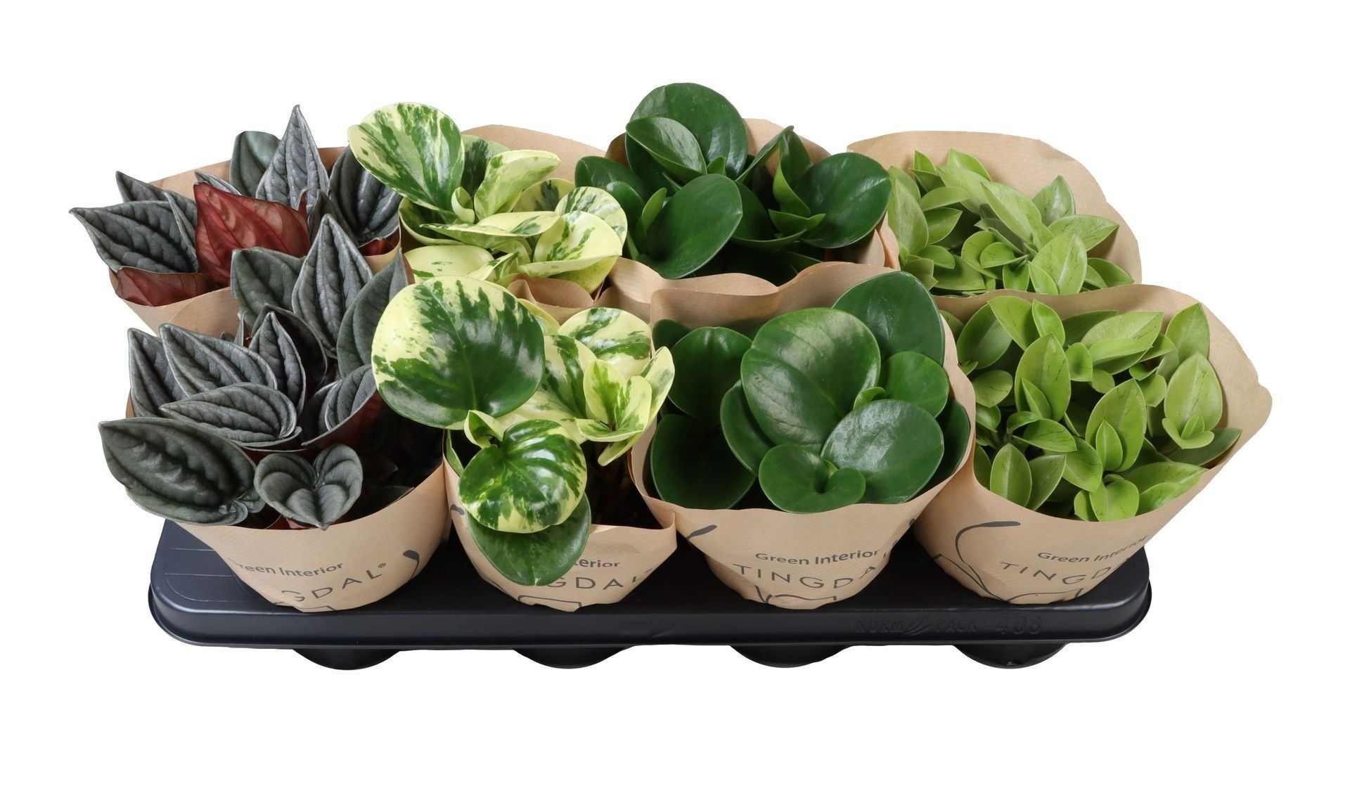 Peperomia Mix in Paper Sleeve 12 cm, D 12
