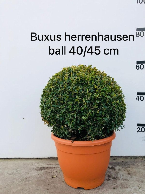 Buxus micr. 'Herrenhausen', bol, D 35