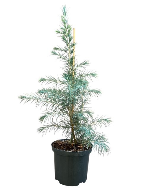 Cedrus deodara (stok), D 18