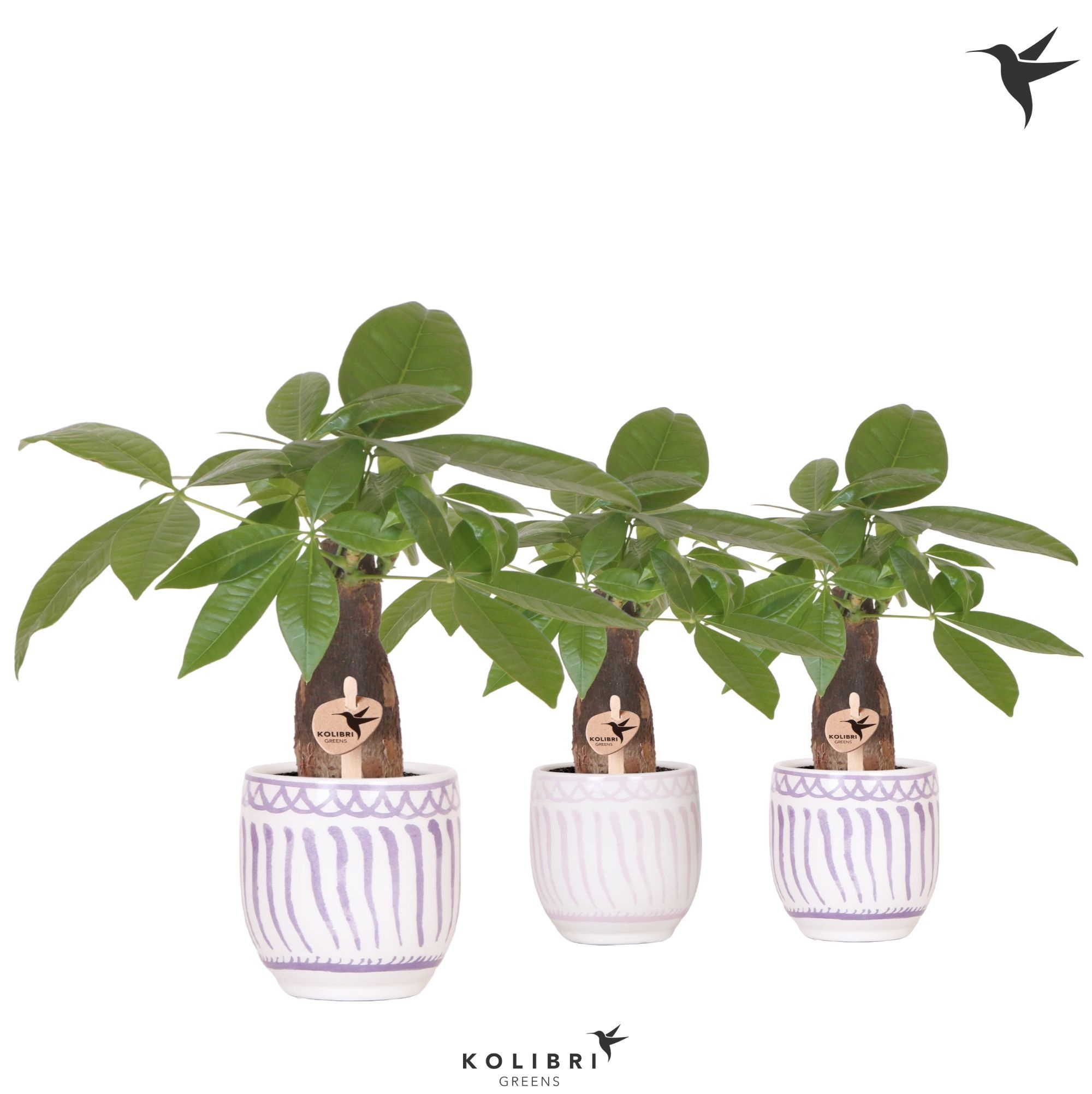 Kolibri Greens Pachira in Granada pot lila mix, D 9