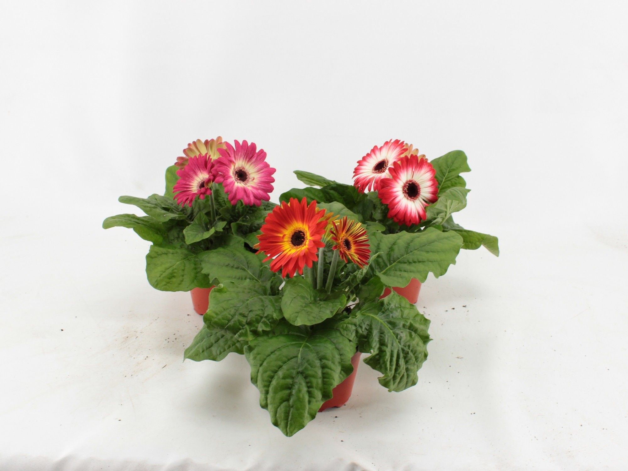Gerbera gemengd, D 12