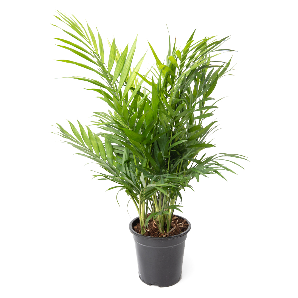 Хамедорея элеганс 14 40 (предзаказ)