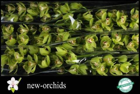 Цимбидиум Оваци Эмеральд x6 80, шт.