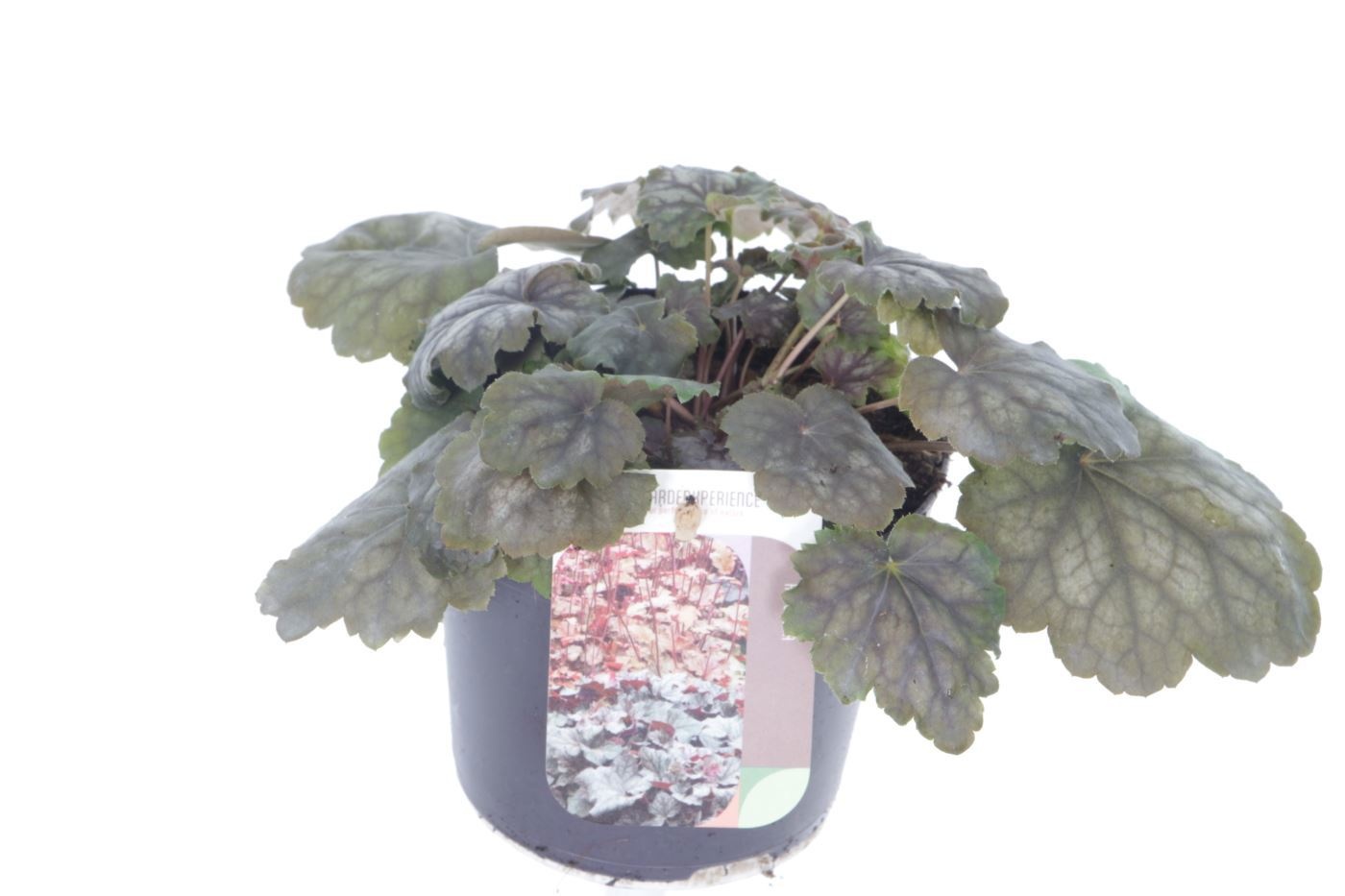 Heuchera amer. Marvelous Marble, D 13