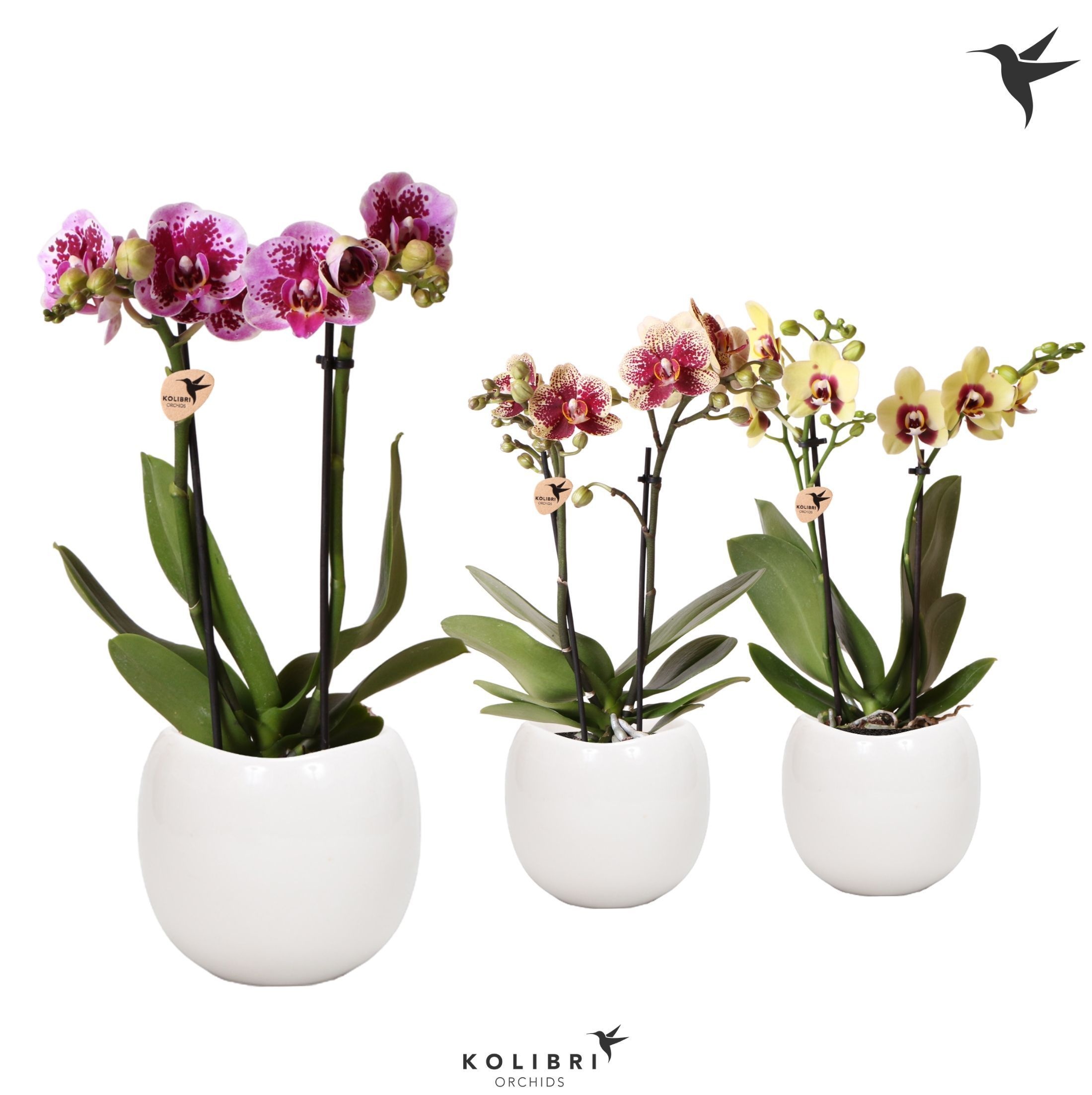 Kolibri Orchids Phalaenopsis Diamond mix 2 spike in Bowl Pot, D 9
