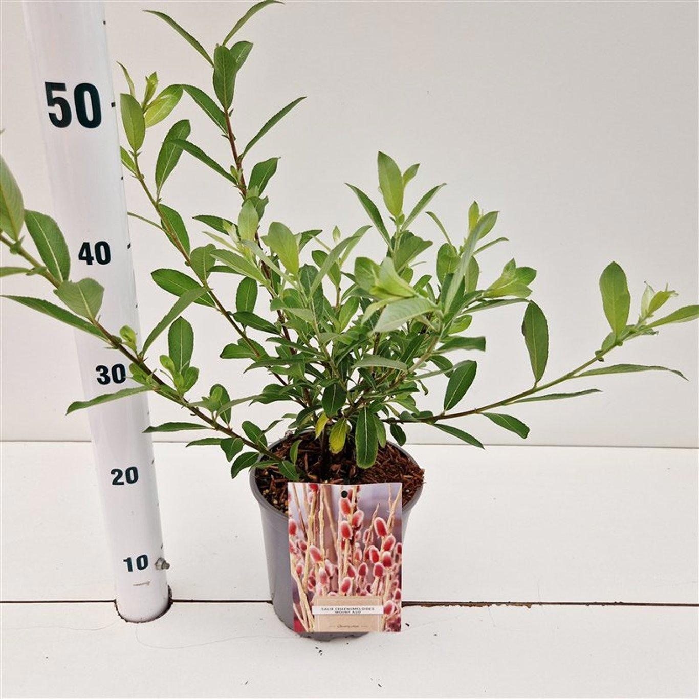 Salix chaenomeloides 'Mount Aso', D 17