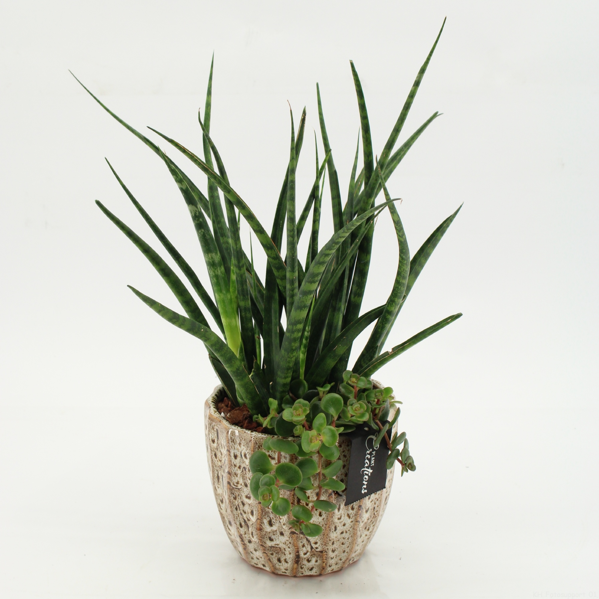 SUCR-2613 Succulent Essentials, D 14