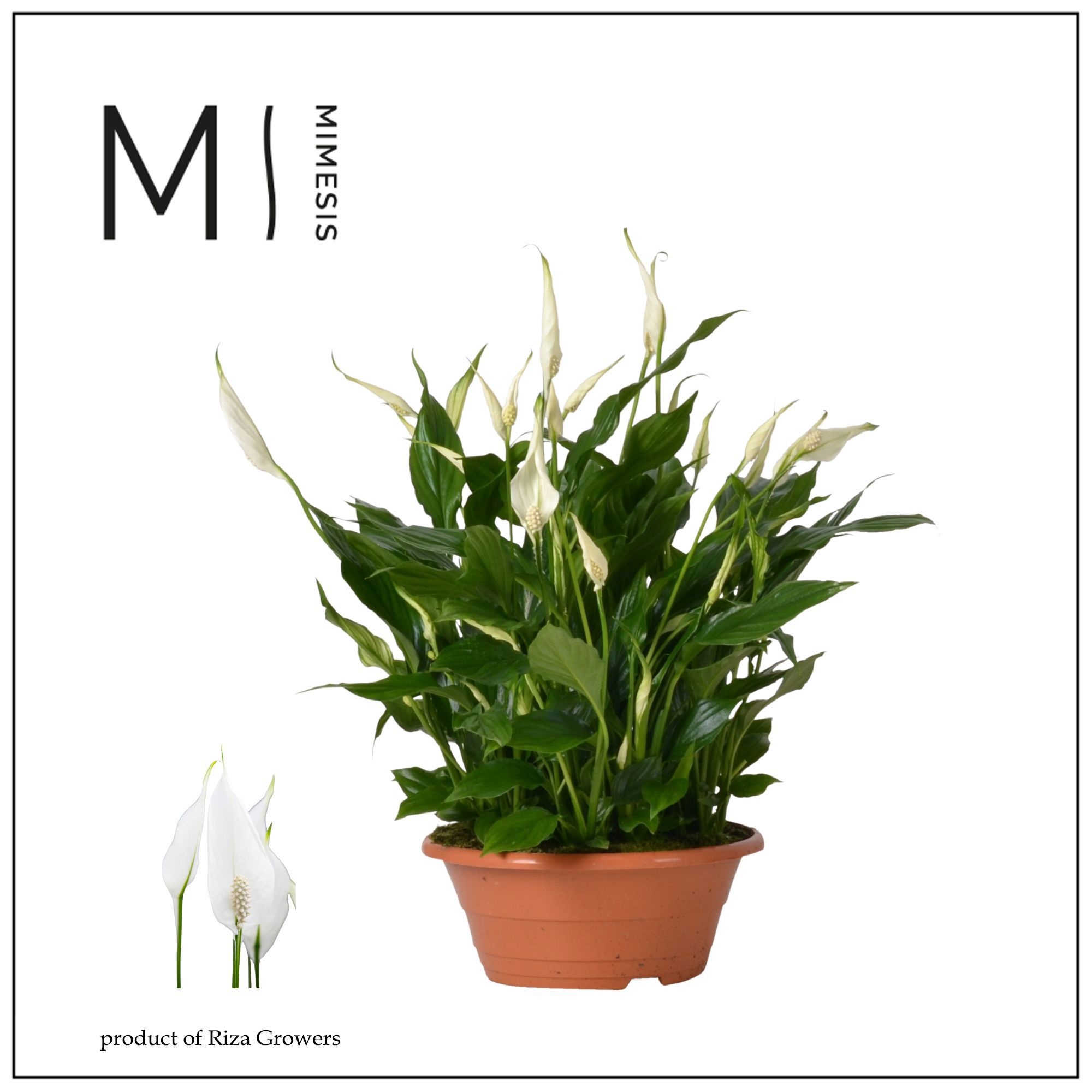 Mimesis Spathiphyllum Bellini - 23 cm schaal, D 23