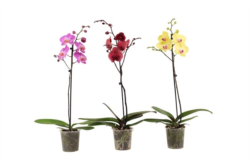 Phal mix 1T09+ vertakt, D 12