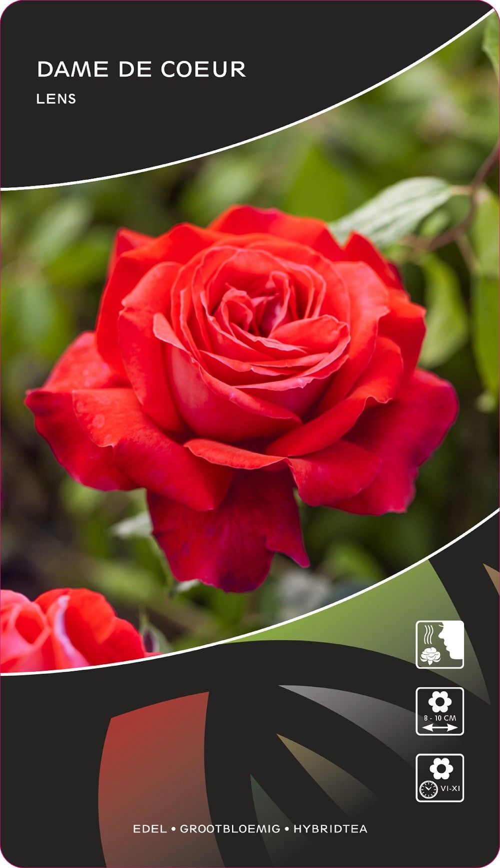 Rosa (TH) Dame de Coeur, D 17