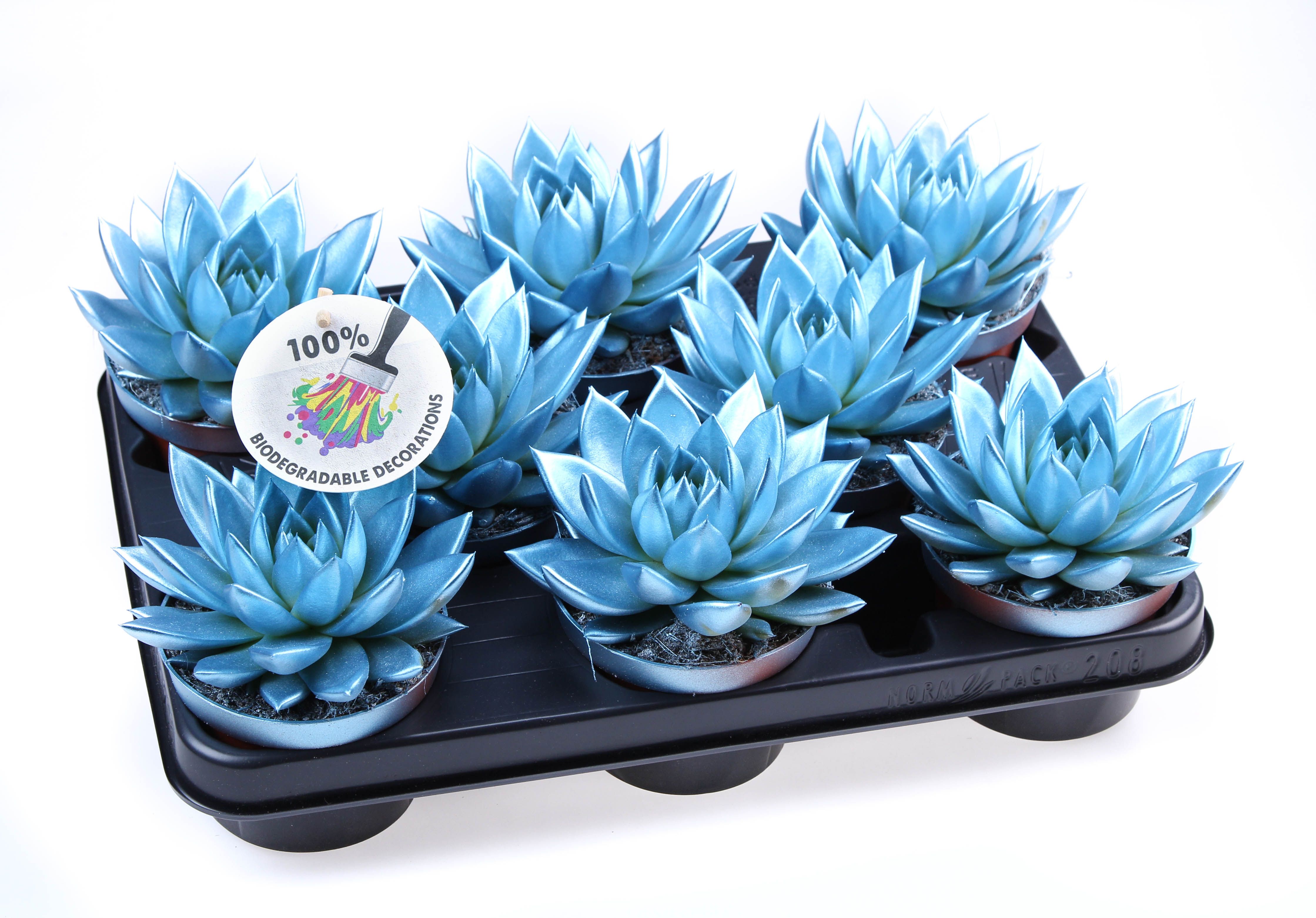 Rainbow metallic blue, D 10,5