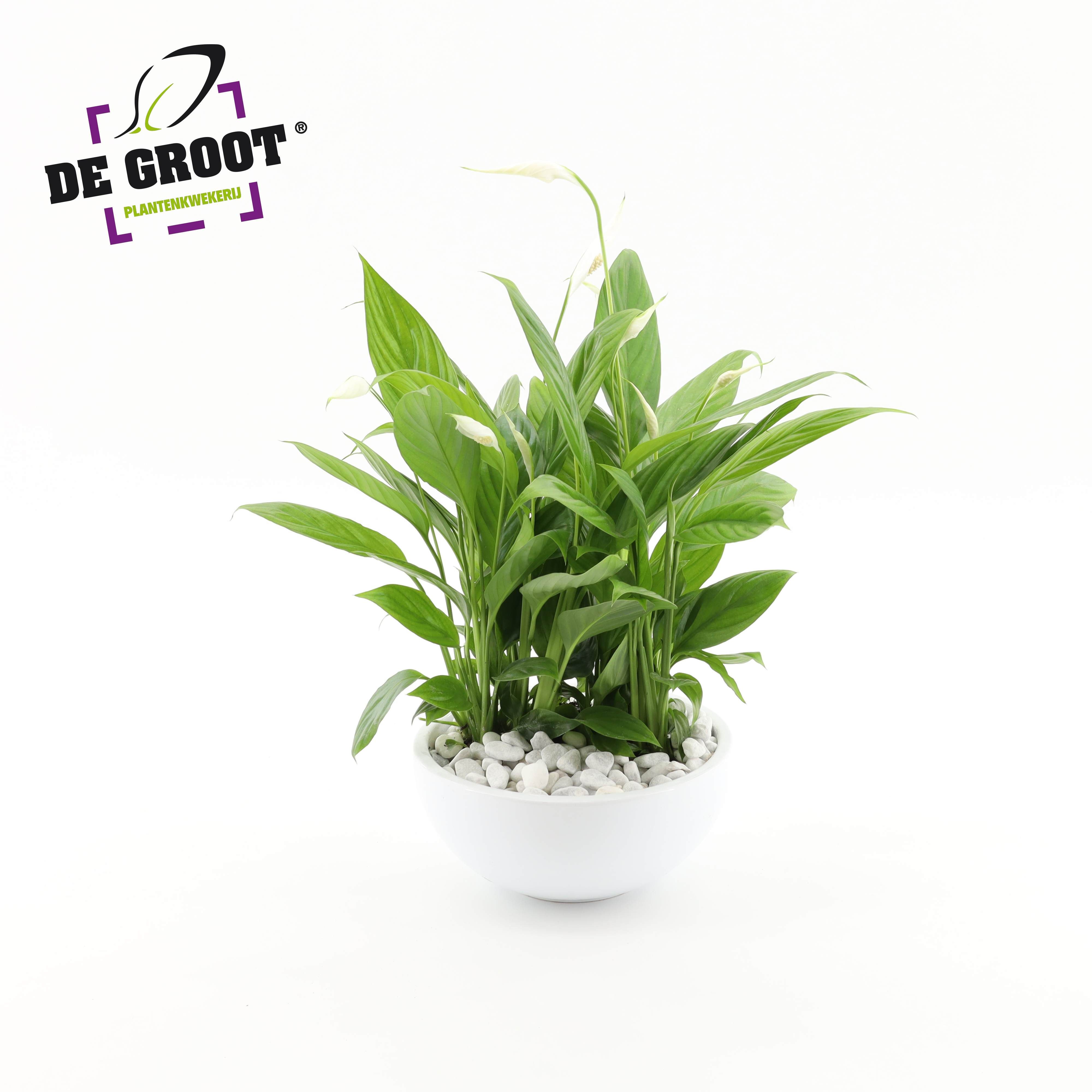 Arrangement Spathiphyllum "Bertoni" in schaal, D 22