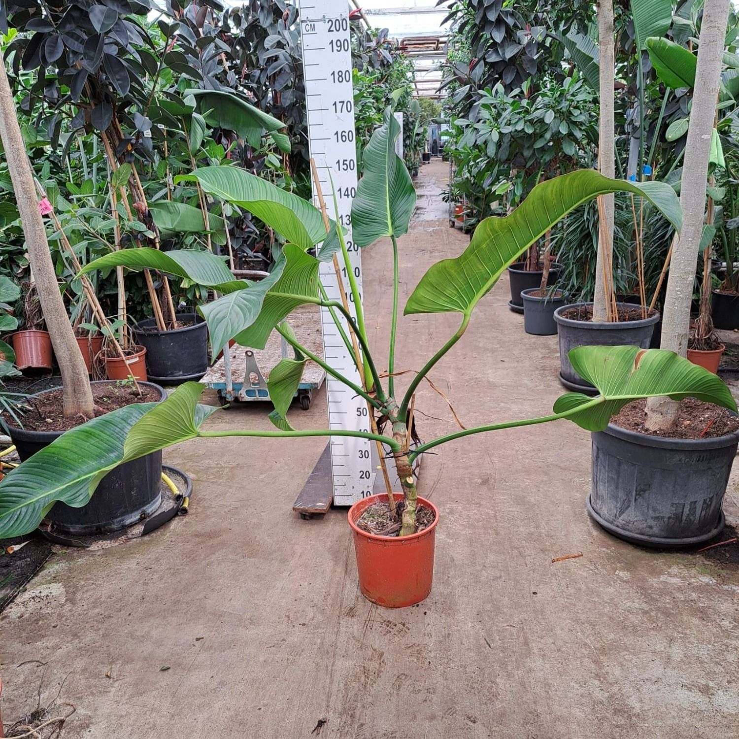 Philodendron Davidsonii 150, D 33