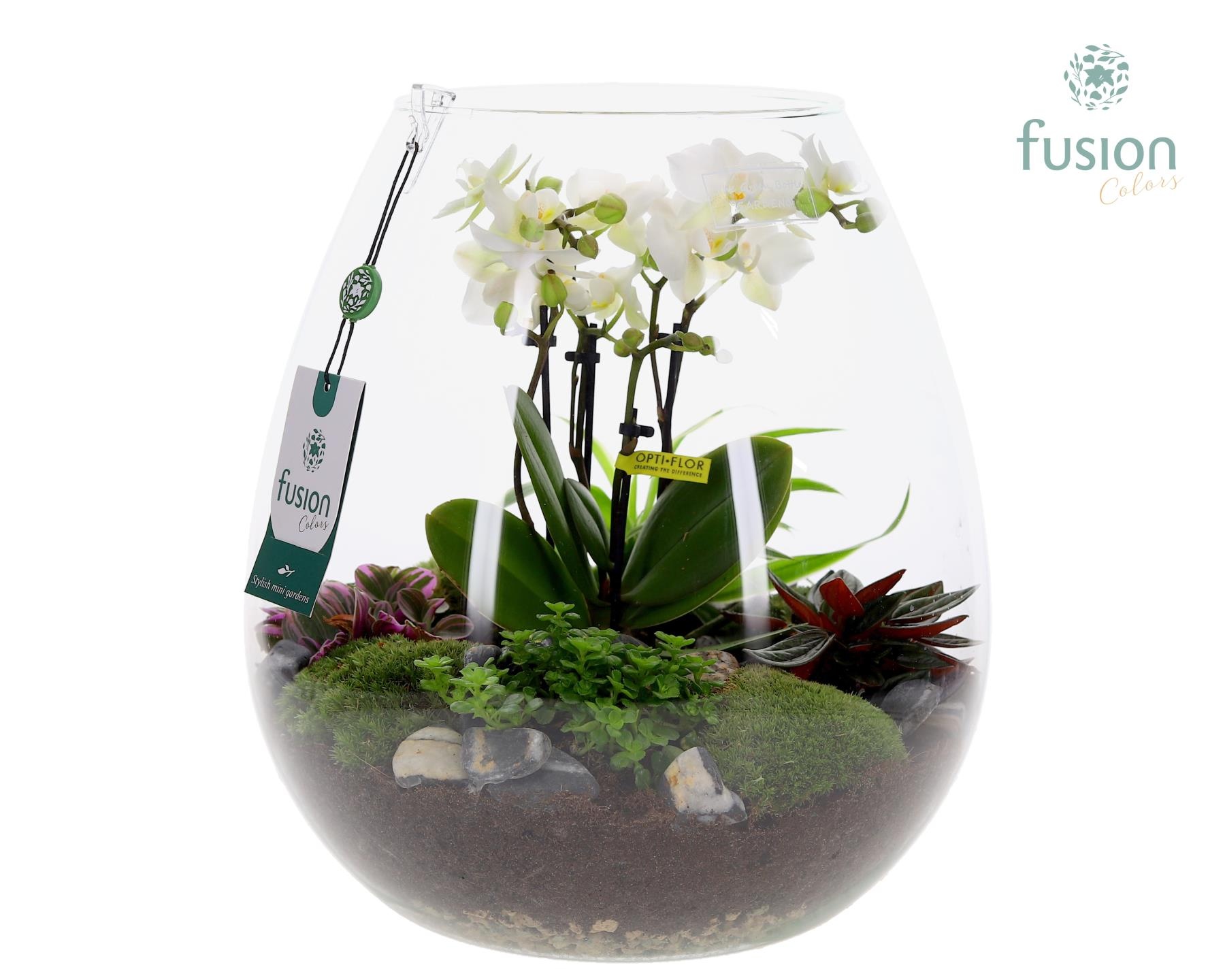 Green Bottle Abby XLarge met 4tak Phalaenopsis arrangement 24 uurs levertijd, D 29