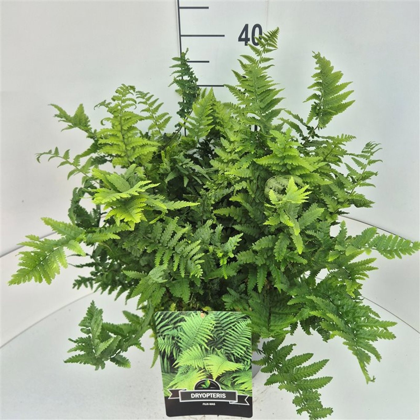 Dryopteris filix-mas, D 28