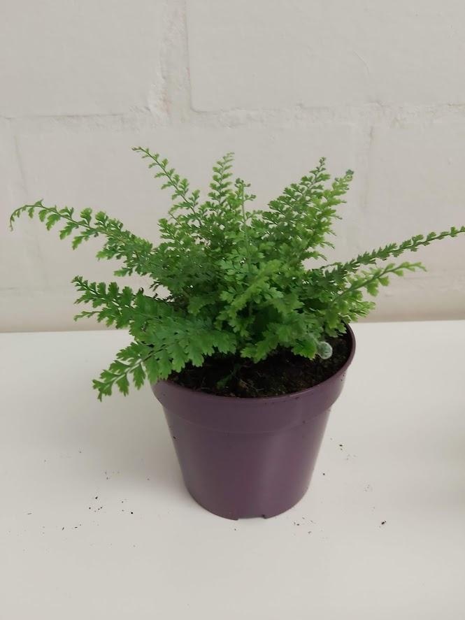 Polystichum setiferum, D 12