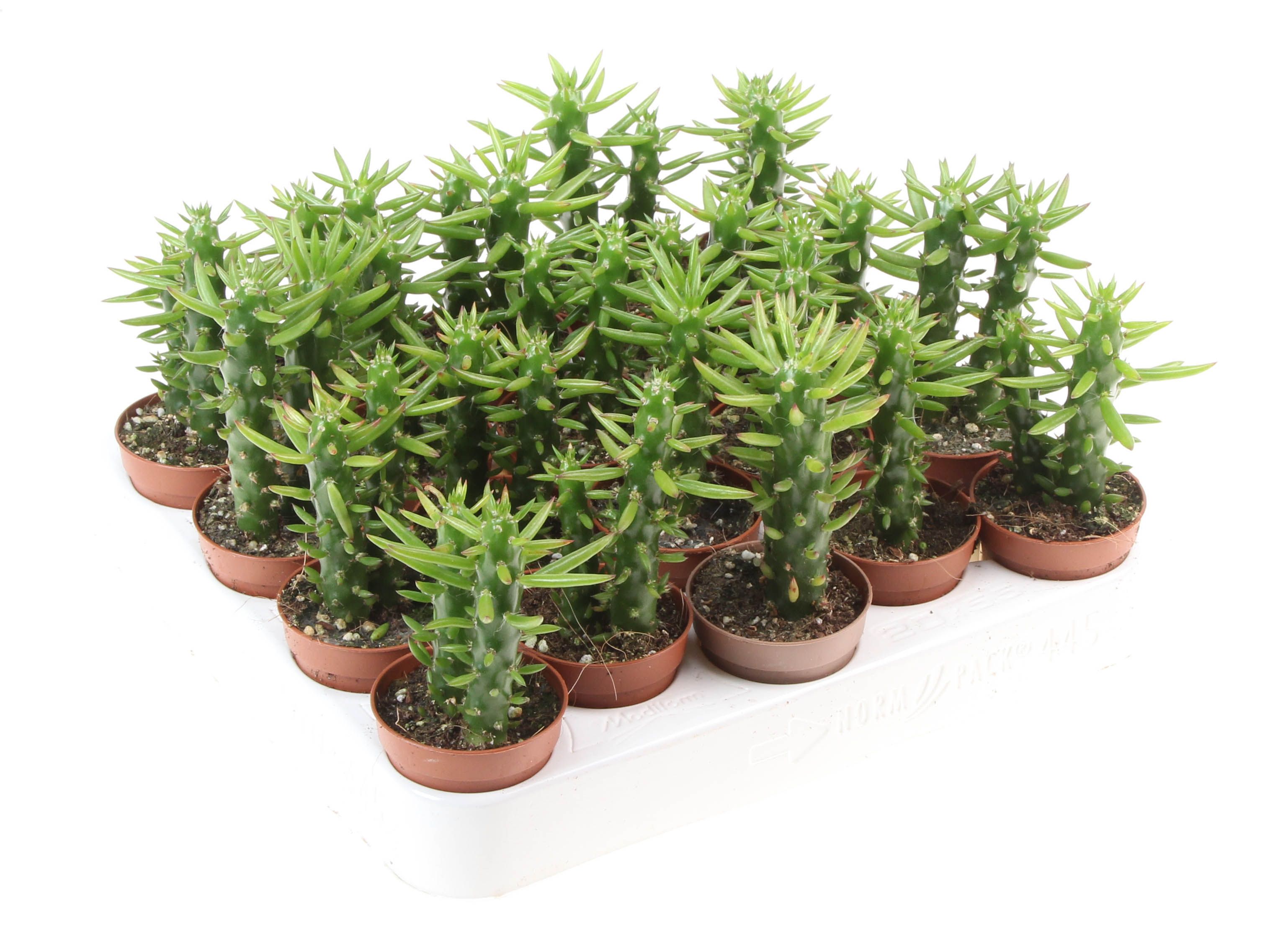 Opuntia subulata, D 5,5