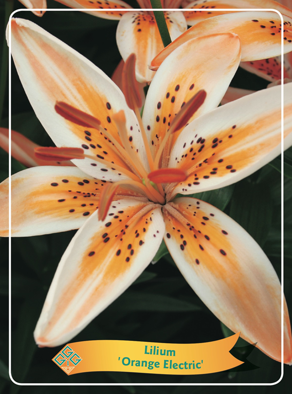 Lilium 'Orange Electric' P11, D 11