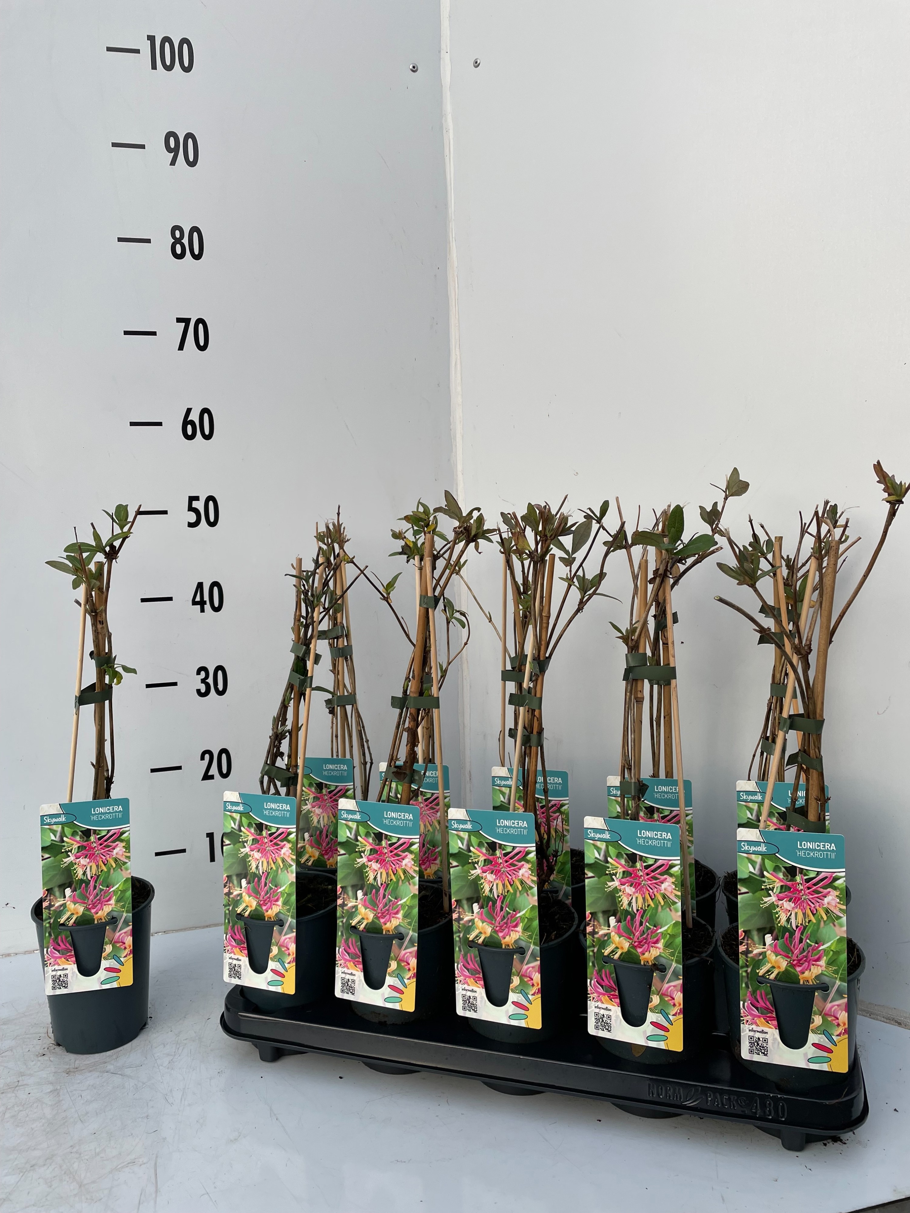 Lonicera heckrottii, D 12