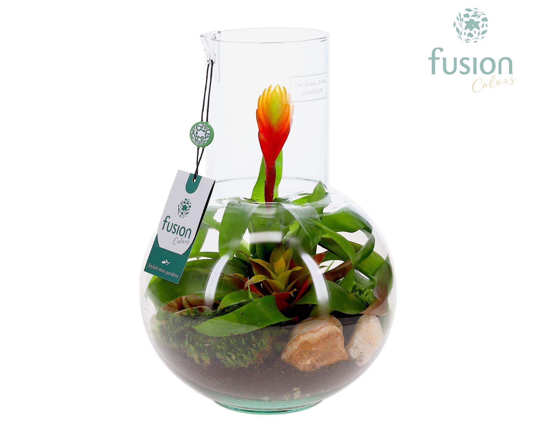 Green Bottle Suzanne Medium met Bromelia arrangement, D 21