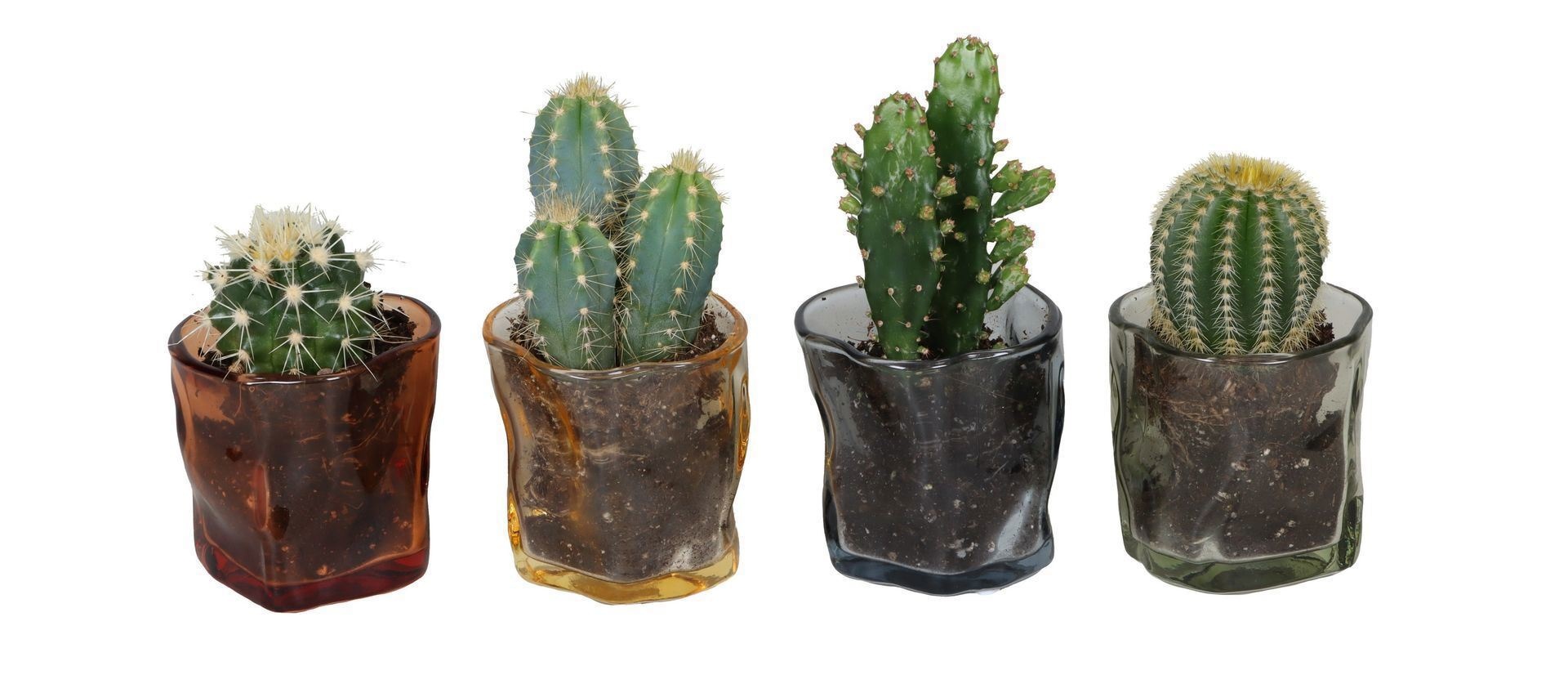 L 67396 With Cactus Mix 6 cm, D 6