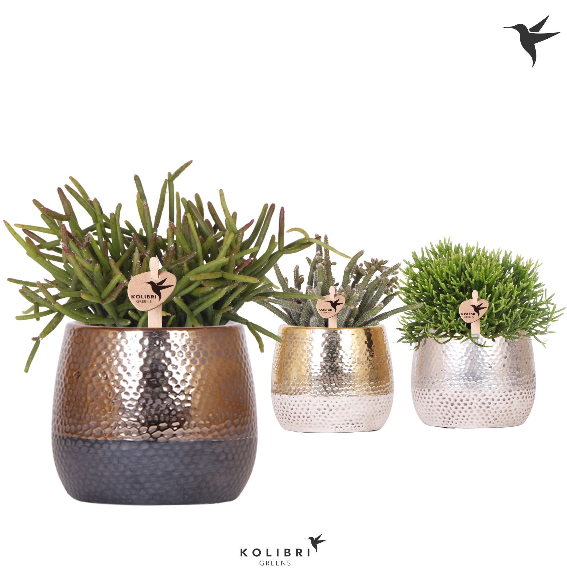 Kolibri Greens Rhipsalis mix in Elite pot mix, D 9