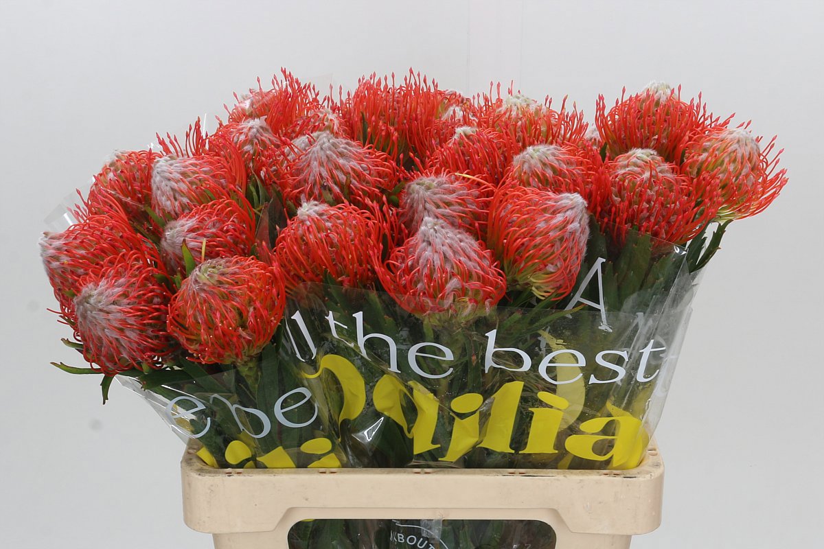 Нутанс Танго 60, шт.