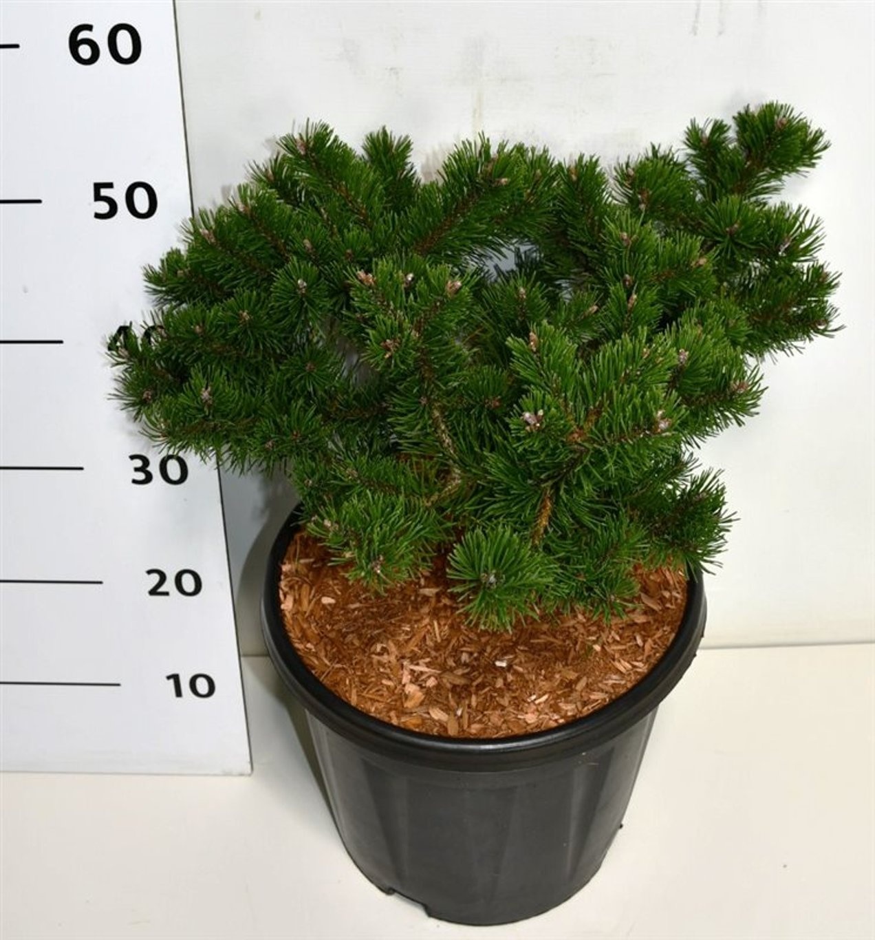 Pinus mugo 'Klosters Grun', D 32