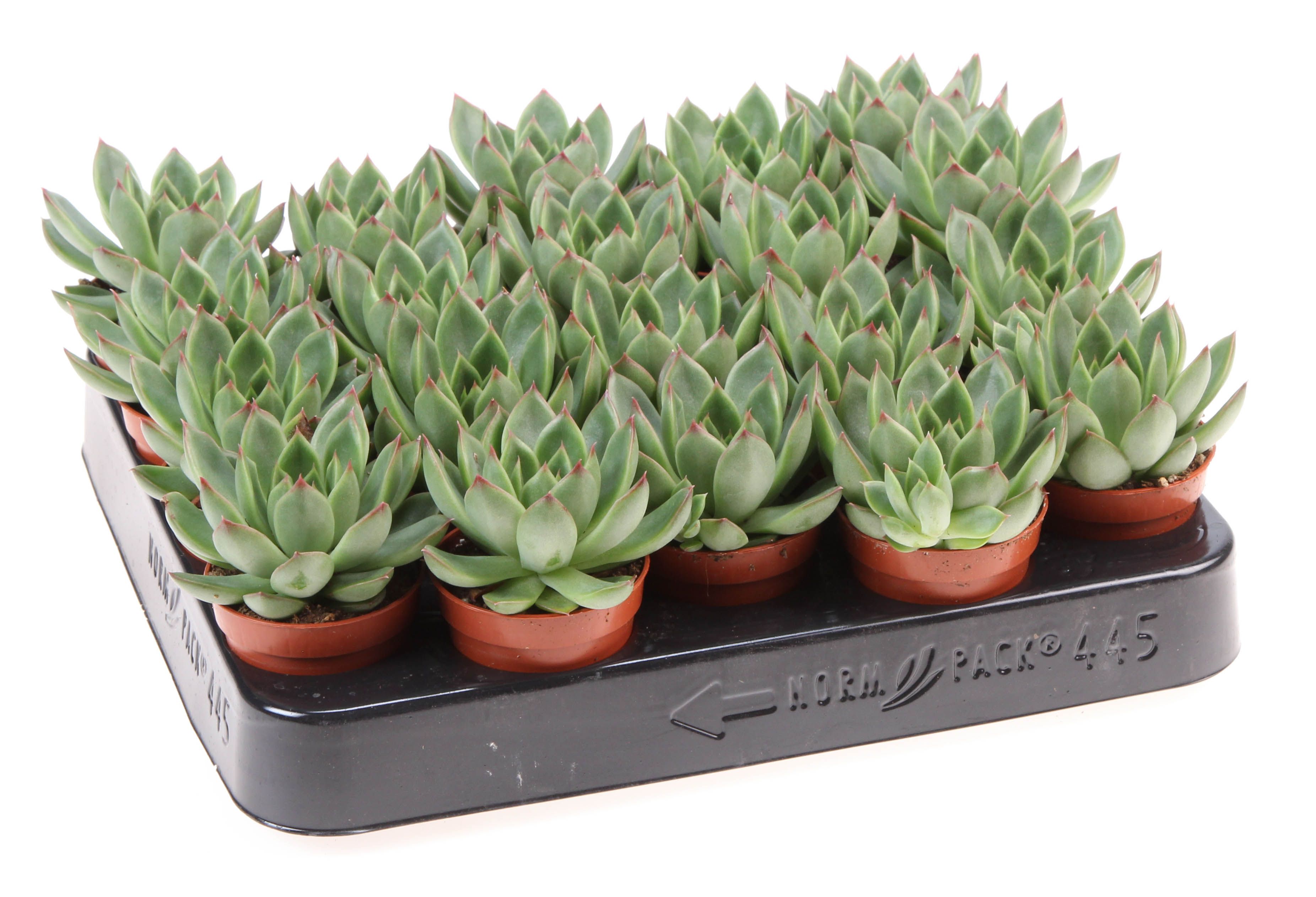 Echeveria Red Point, D 5,5