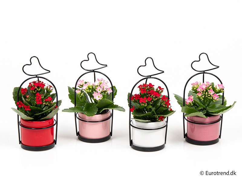 VALENTIJN CERAMIC 2026 KALANCHOE E 3886, D 6