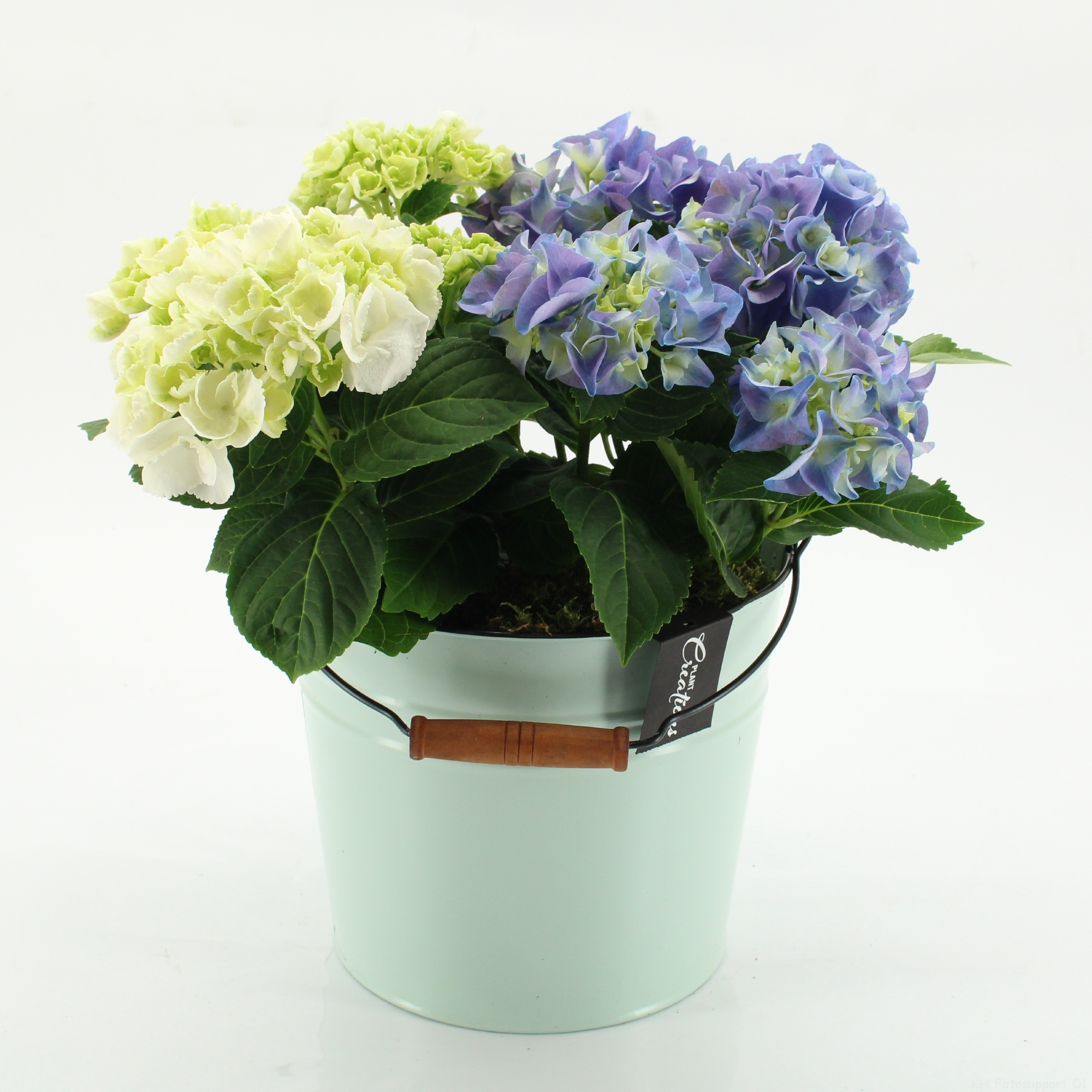 KHCR-2616M Hydrangea creations, D 21