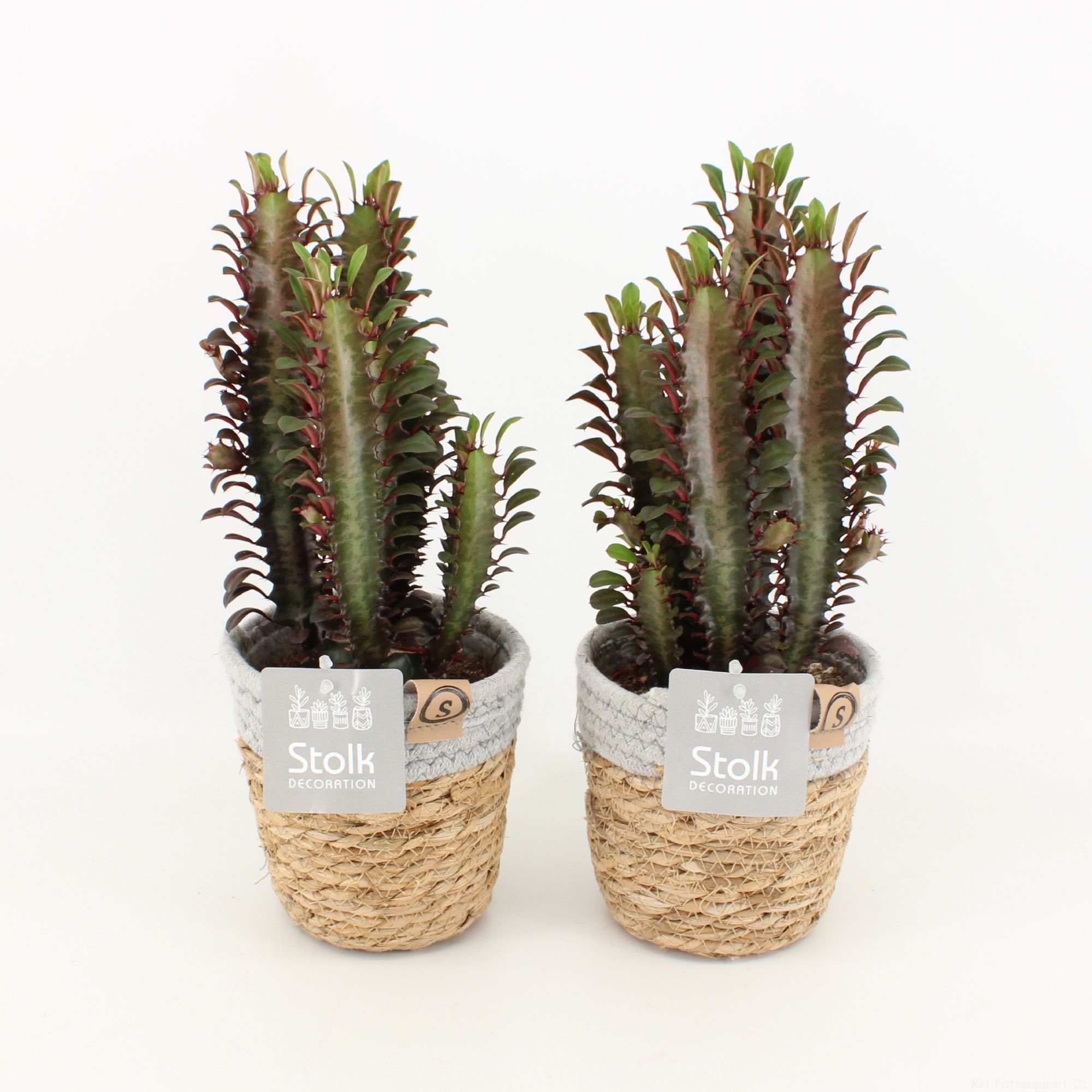 Euphorbia Trigona Rubra in Basket, D 13