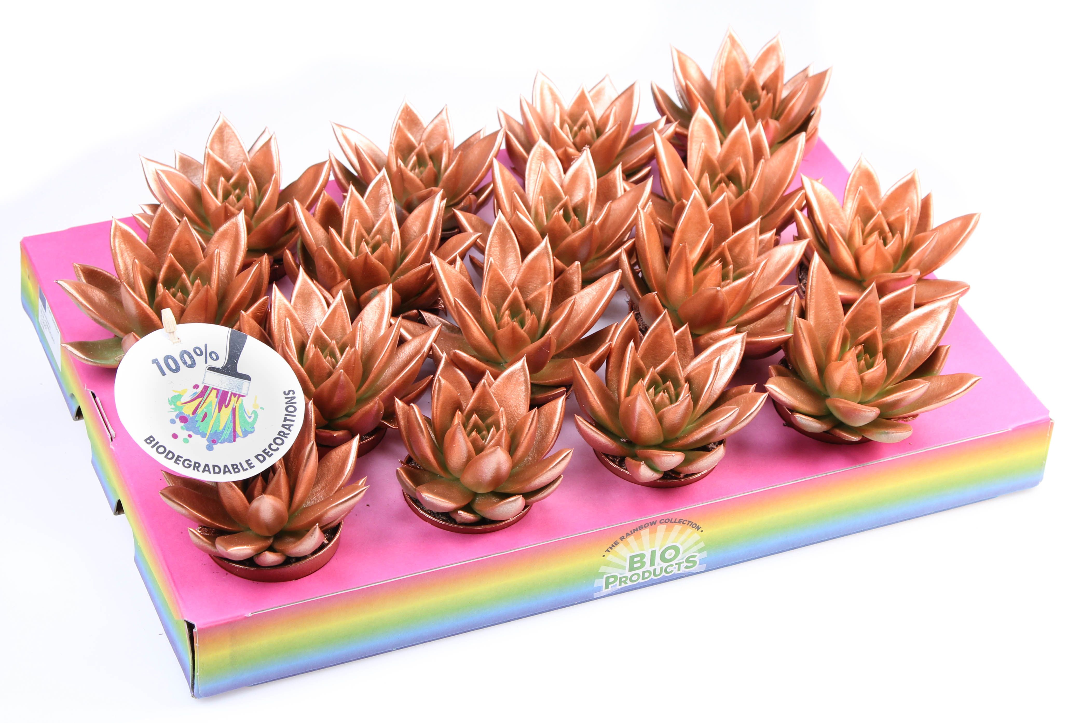 Bio miranda rainbow bronze, D 6