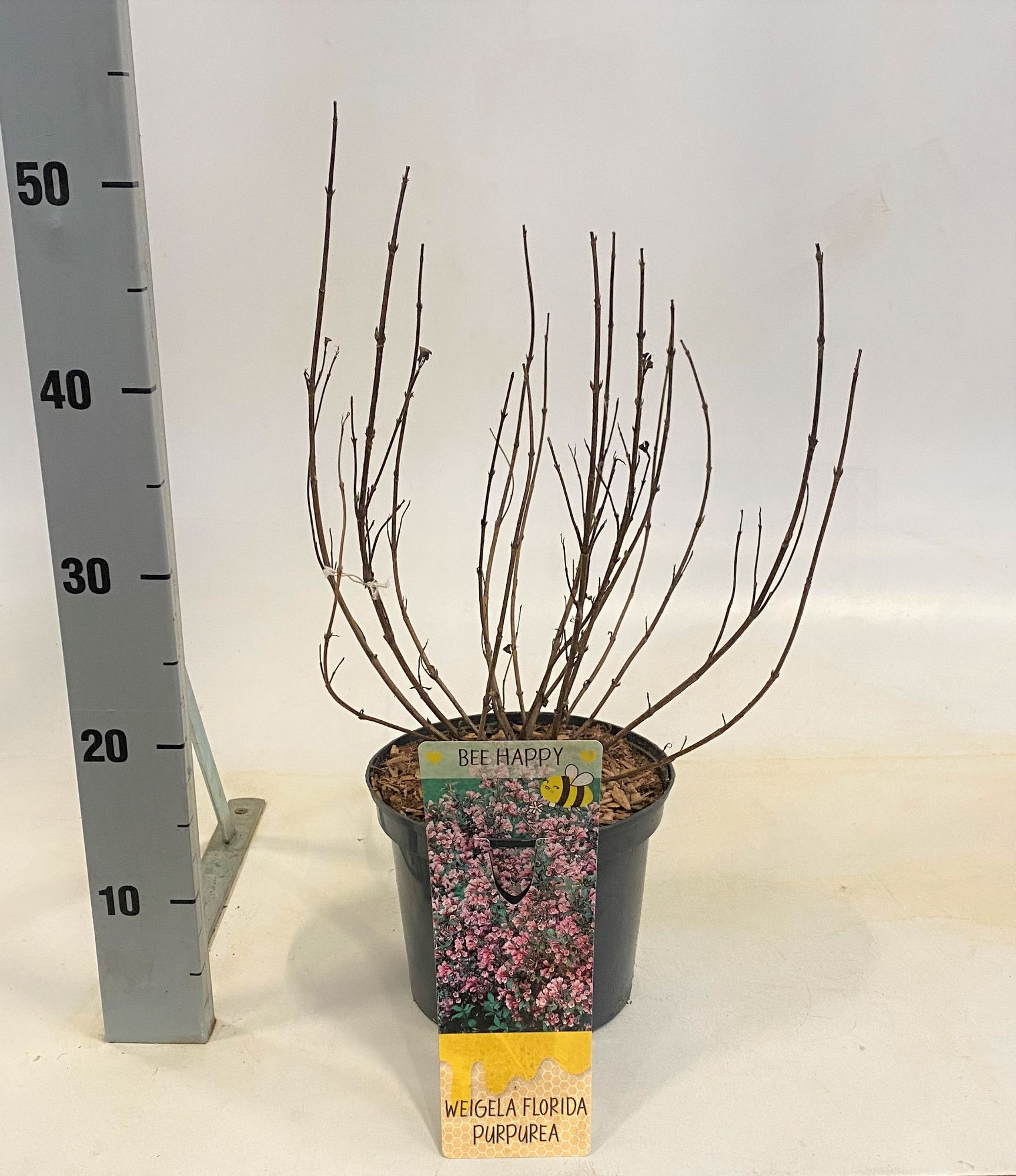 Weigela florida 'Victoria', D 19
