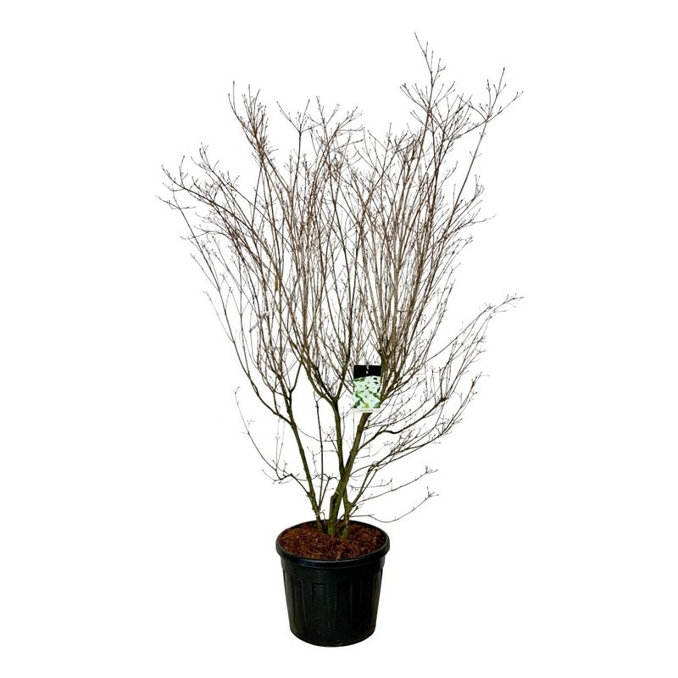 Cornus kousa 'Milky Way', D 60