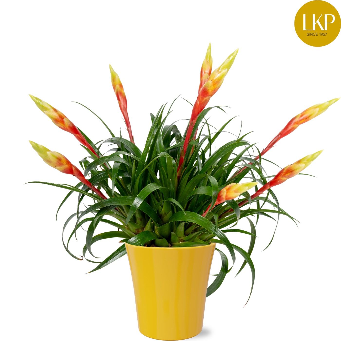 Vriesea Multiflower Shannon Geel Coco, D 13
