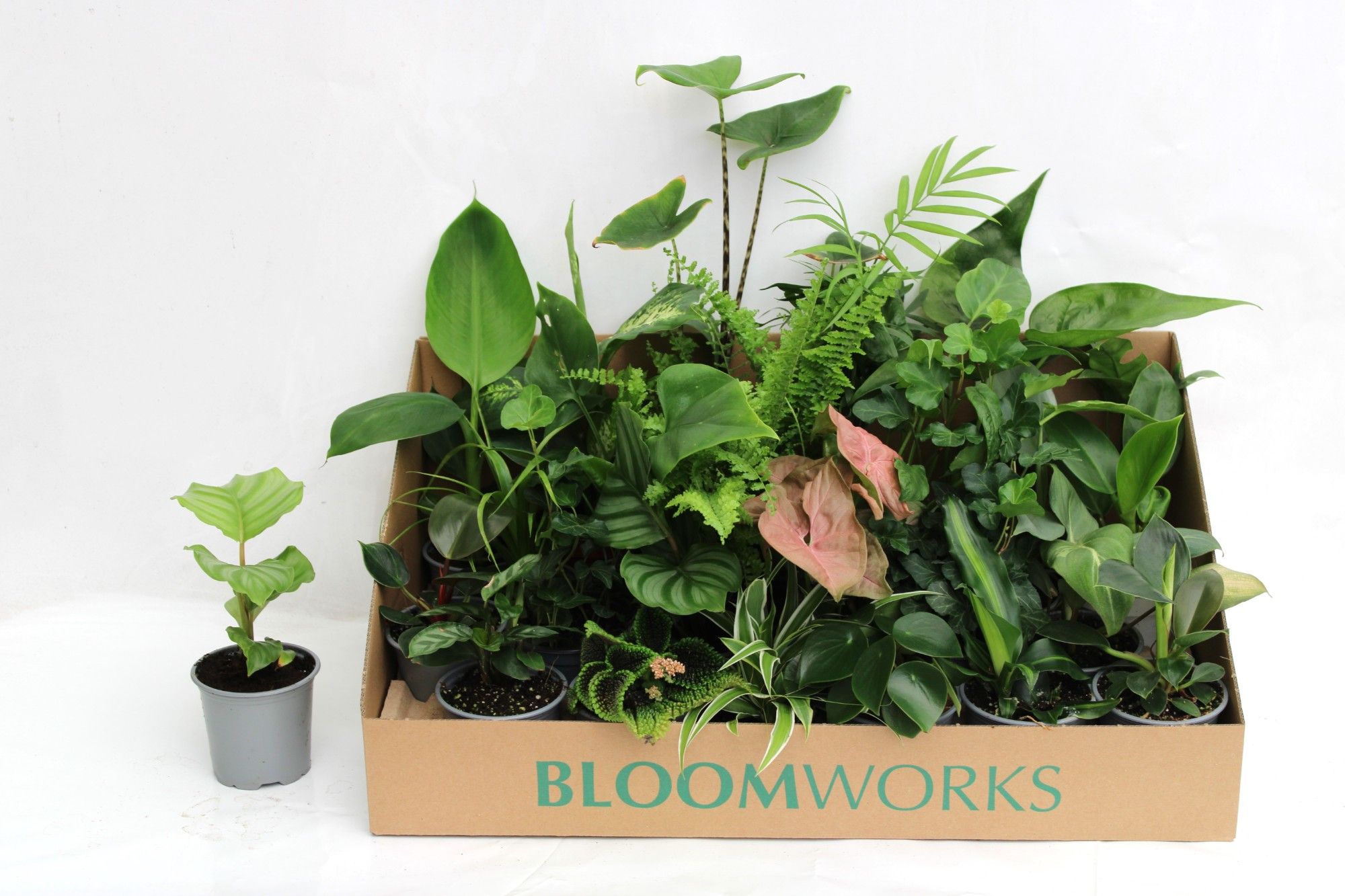 Groene Kamerplanten Mix 9 cm, D 8