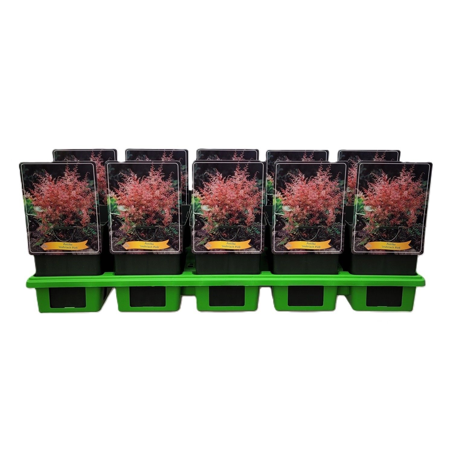 Astilbe 'Inshriach Pink' P11, D 11