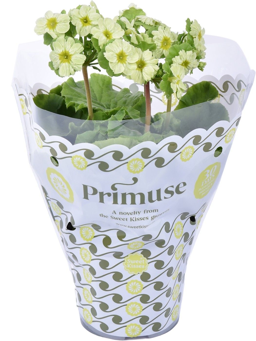 Prim. Primuse Lime in Plastic Hoes, D 12