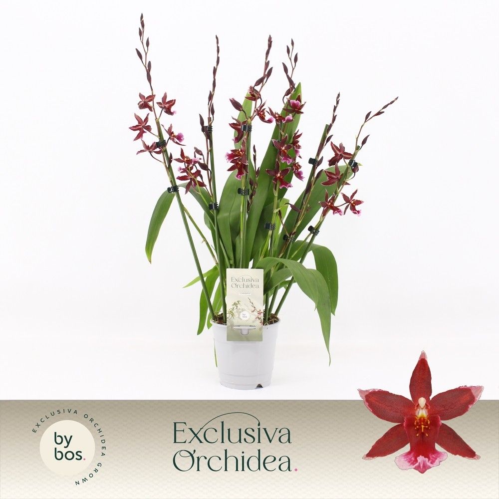 Barrocco Red, 7+ spike 65+ cm 'Exclusiva Orchidea', D 12