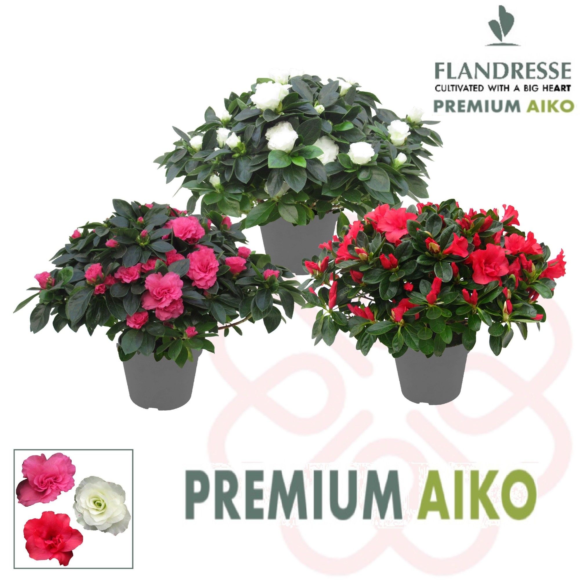 Azalea Flandresse® Premium Aiko 'gemengd' 30 - 32 cm, D 14