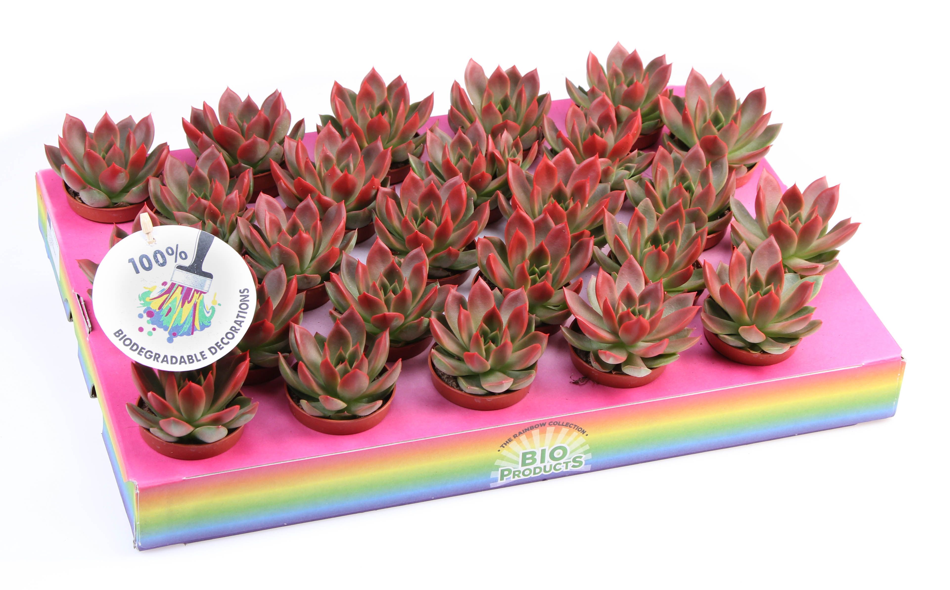 Miranda red tips, D 5,5