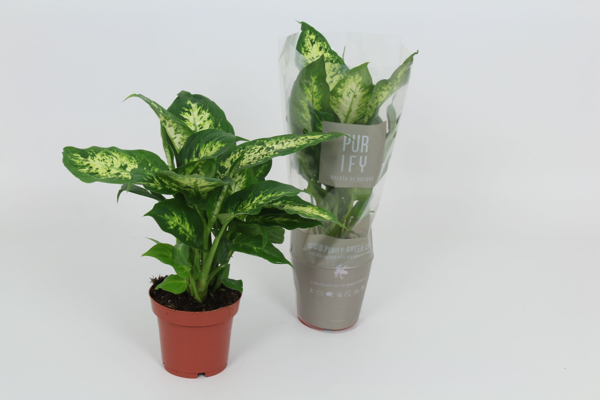 Purify Dieffenbachia Compacta 12 cm, D 12
